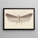 Entomologie Aquarell Pl114 - George Hudson — gerahmtes Bild an der Wand