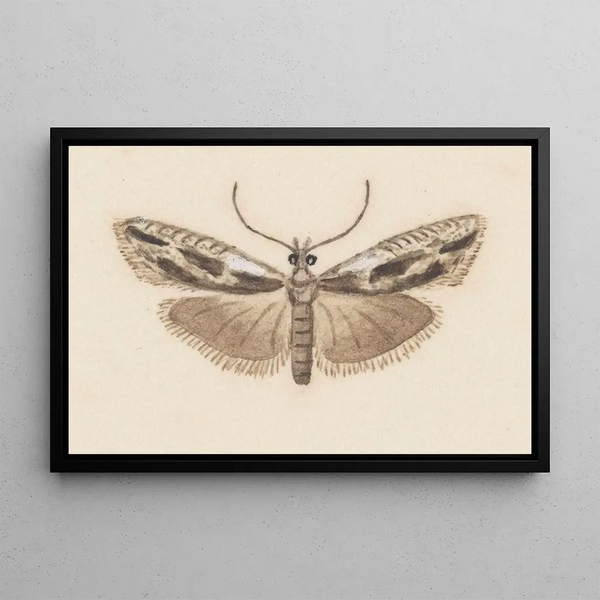 Entomologie Aquarell Pl119 - George Hudson — gerahmtes Bild an der Wand