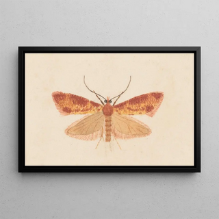 George Hudson - Entomology watercolour Pl125.webp