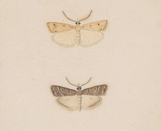 George Hudson - Entomology watercolour Pl134.webp