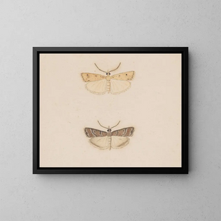 George Hudson - Entomology watercolour Pl134.webp