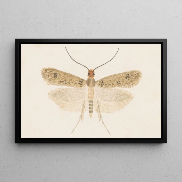 Entomologie Aquarell Pl135 - George Hudson — gerahmtes Bild an der Wand