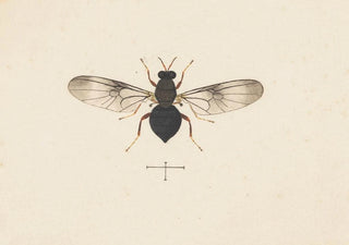 George Hudson - Entomology watercolour Pl141.webp