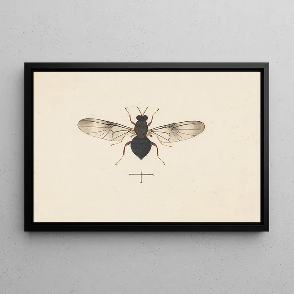 Entomologie Aquarell Pl141 - George Hudson — gerahmtes Bild an der Wand