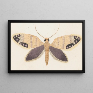 George Hudson - Entomology watercolour Pl157.webp