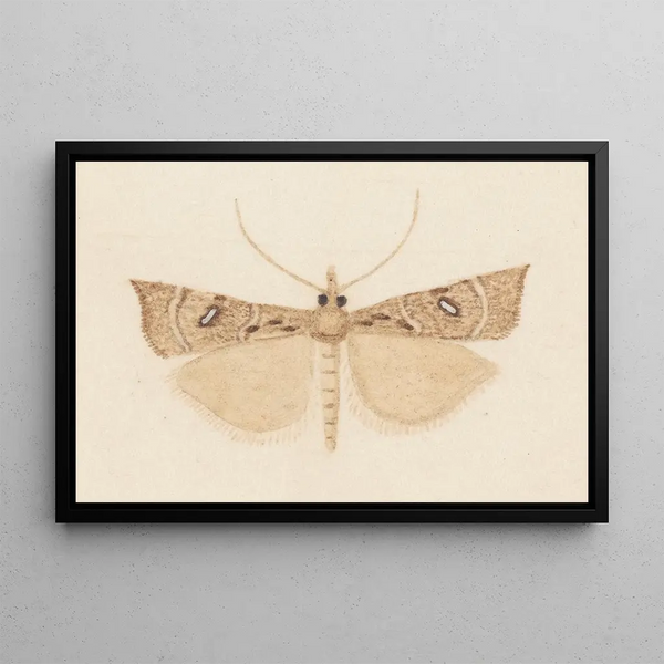 Entomologie Aquarell Pl162 - George Hudson — gerahmtes Bild an der Wand