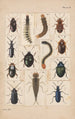 Original handbemalt für Käfer Neuseelands Planche II - George Hudson — Ansicht des Kunstwerks