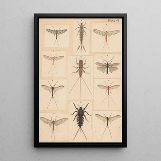 George Hudson - Original hand painted plate for New Zealand Neuroptera Plate VI.webp