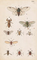 Original handbemalt für das Handbuch der neuseeländischen Entomologie, Tabelle XX - George Hudson — Ansicht des Kunstwerks