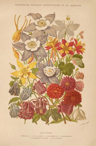 George Nicholson - Dictionnaire pratique dhorticulture Pl05.webp