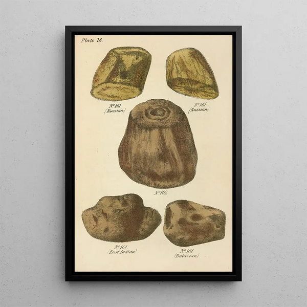 George Sampson Valentine Wills - A Manual of Vegetable Materia Medica Pl07.webp
