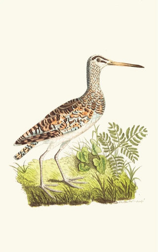 George Shaw - Chinese Snipe.webp
