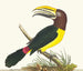 Toucan grün - George Shaw — Ansicht des Kunstwerks