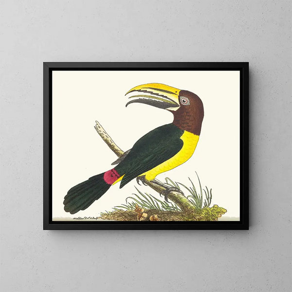 Toucan grün - George Shaw — gerahmtes Bild an der Wand