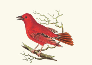 George Shaw - Mississippi Tanager.webp