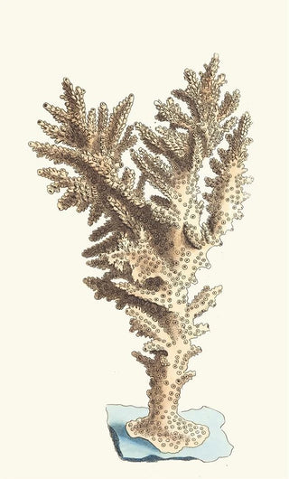 George Shaw - Muricated Madrepore.webp