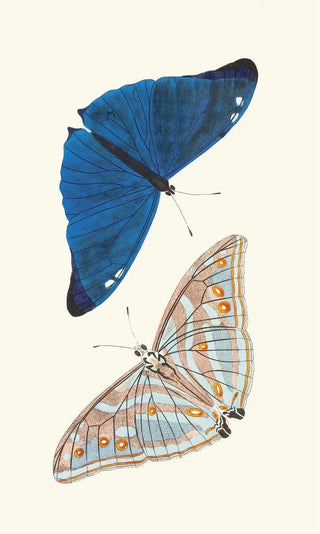 George Shaw - Papilio Adonis.webp