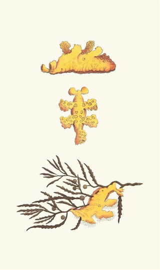 George Shaw - Pelagic Scyllaea.webp