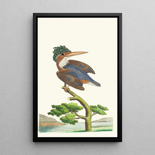 George Shaw - THE CRESTED KINGFISHER.webp