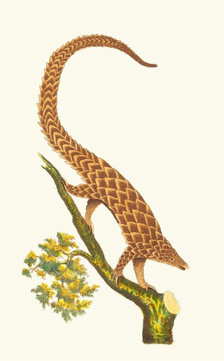 George Shaw - THE FOURTOED MANIS.webp