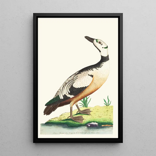 George Shaw - THE WESTERN DUCK.webp