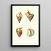 Trochus minutus Trochus conulus Phasianella pullus Trochus divaricatus - Georges Servain — gerahmtes Bild an der Wand