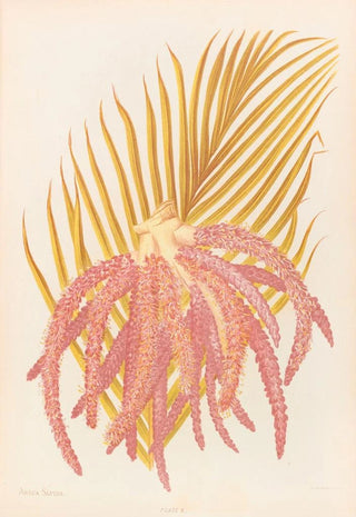 Georgina Burne Hetley - Areca Sapida.webp