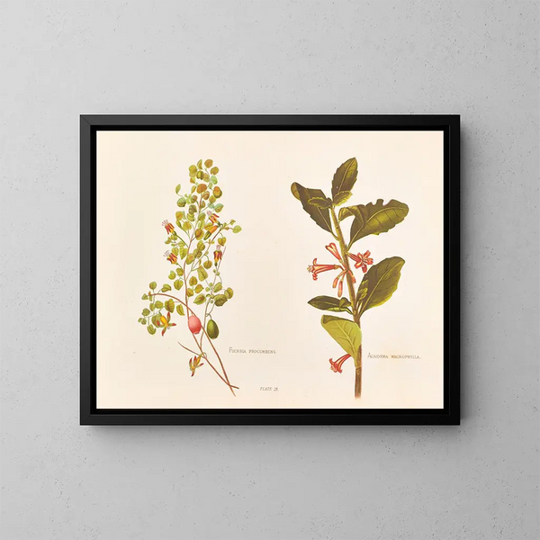 Fuchsia procumbens - Georgina Burne Hetley — gerahmtes Bild an der Wand