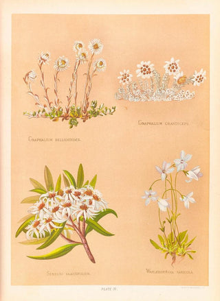 Georgina Burne Hetley - Gnaphalium Bellidioides Gnaphalium Grandiceps.webp