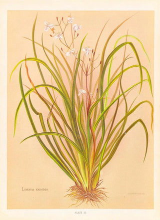 Georgina Burne Hetley - Libertia Exioides.webp