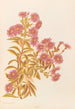 Olearia semidentata - Georgina Burne Hetley — Ansicht des Kunstwerks