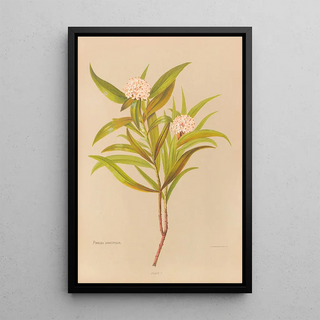 Georgina Burne Hetley - Pimelea Longifolia.webp