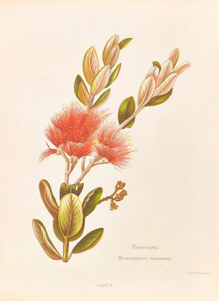 Georgina Burne Hetley - Pohotukawa Metrosideros Tomentosa.webp