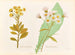 Senecio robuste Senecio Hectori - Georgina Burne Hetley — Ansicht des Kunstwerks