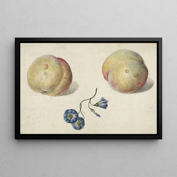 Zwei Pfirsiche und eine Blume - Georgius Jacobus Johannes van Os — gerahmtes Bild an der Wand