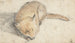 Schlafender Fuchs - Gerard ter Borch — Ansicht des Kunstwerks