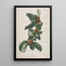 Néflier cultivé Mespilus germanica - Gerard van Spaendonck — gerahmtes Bild an der Wand
