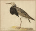 Ruff in aufrechter Position - Gerardus van Veen — Ansicht des Kunstwerks