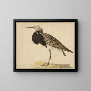 Gerardus van Veen - Standing Ruff.webp