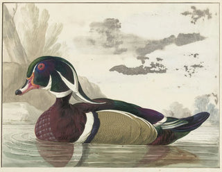 Ente von Caroline - Gerrit van den Heuvel — Ansicht des Kunstwerks