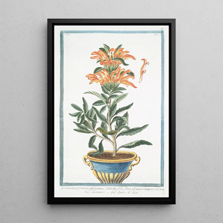 Giorgio Bonelli - Leonurus perennis Africanus Sideritis folio flore phoeniceo majori Leonuro Queve de Lion Lions tail.webp