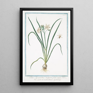 Giorgio Bonelli - Lilia Hyacinthus vulgaris flore niveo Giglio di vallombrosa Le Lys.webp