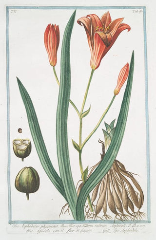 Giorgio Bonelli - Lilio Asphodeluspheniceus Lilium rubrum Asfodelo con il fior di Giglio Lys Asphodele Day lily.webp