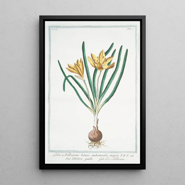 Giorgio Bonelli - Lilionarcissus luteus autumnalis major Colchico giallo Lisnarcisse colchicum autumn crocus fall crocus.webp