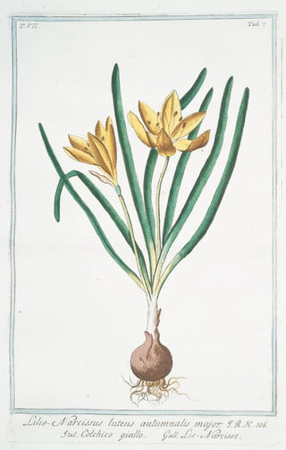 Giorgio Bonelli - Lilionarcissus luteus autumnalis major Colchico giallo Lisnarcisse colchicum autumn crocus fall crocus.webp