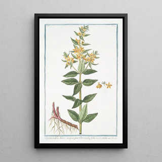 Giorgio Bonelli - Lysimachia lutea major qu Discoridis foliis ternis Loosestrife.webp