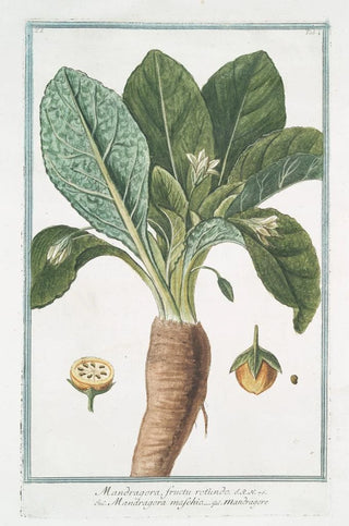 Giorgio Bonelli - Mandragora fructu rotundo Mandragora maschio Mandragore Mandrake or Satans apple.webp