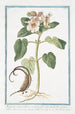 Martynia annua villosa et viscosa folio subrotundo flore magno rubro Proposcitea Martynie cornue - Giorgio Bonelli — Ansicht des Kunstwerks