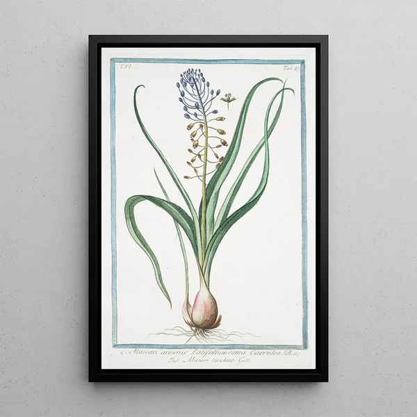 Giorgio Bonelli - Muscara arvense latifolium coma caerulea Musari torchino Grape hyacinth.webp
