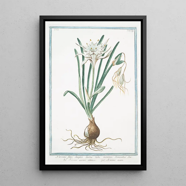 Giorgio Bonelli - Narcissus flore simplici lacteo tubo maximo staminibus sex Narcisso marino odoroso Narisse marin.webp